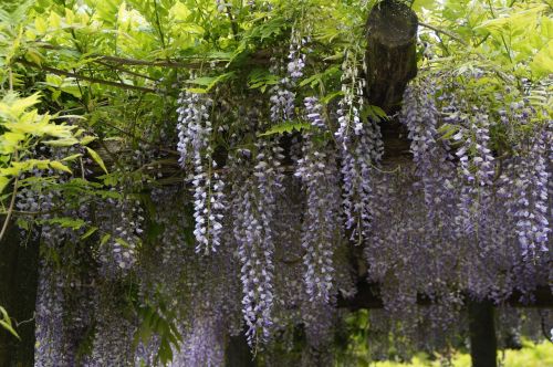 wisteria blue rain close