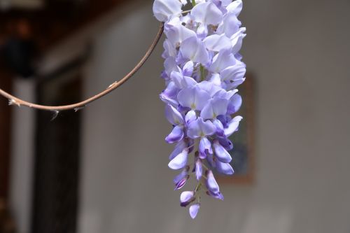 wisteria sinensis flower violet