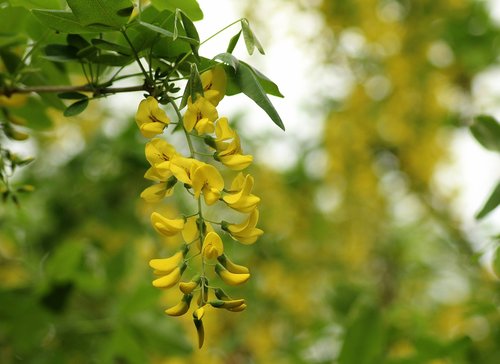 wisteria yellow  creeper  plant