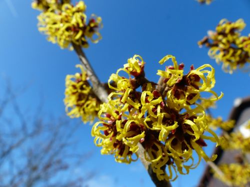 witch hazel hamamelis mollis early bloomer