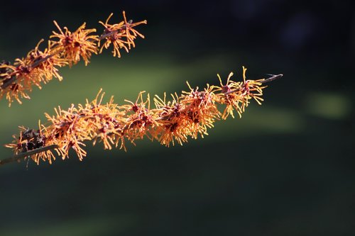 witch hazel  flowers  orange