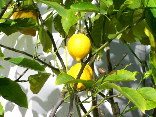 with lemon lemon fruit