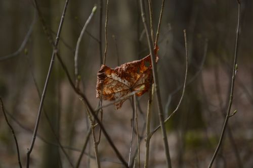 withered maple leaf
