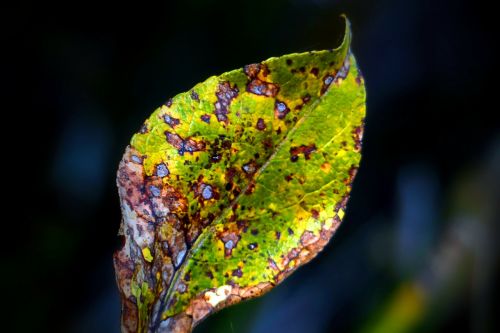 withered leaf colorful