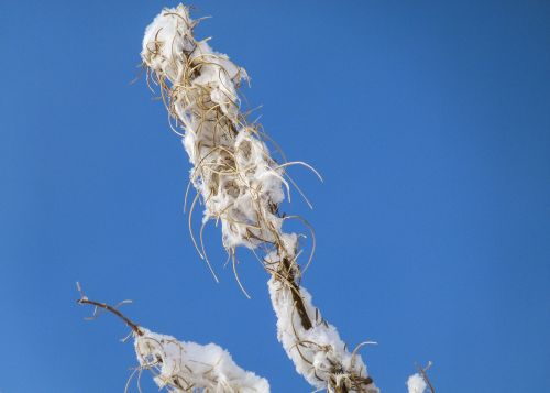 withered fire weed plant