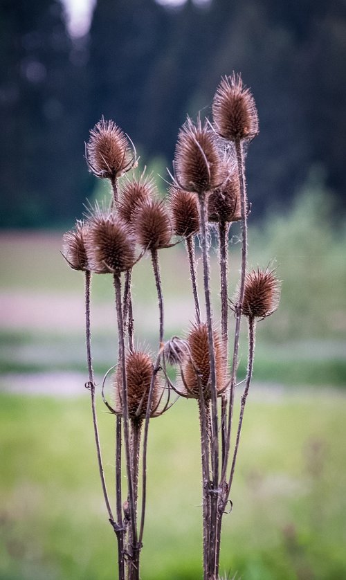 withered  faded  grasses