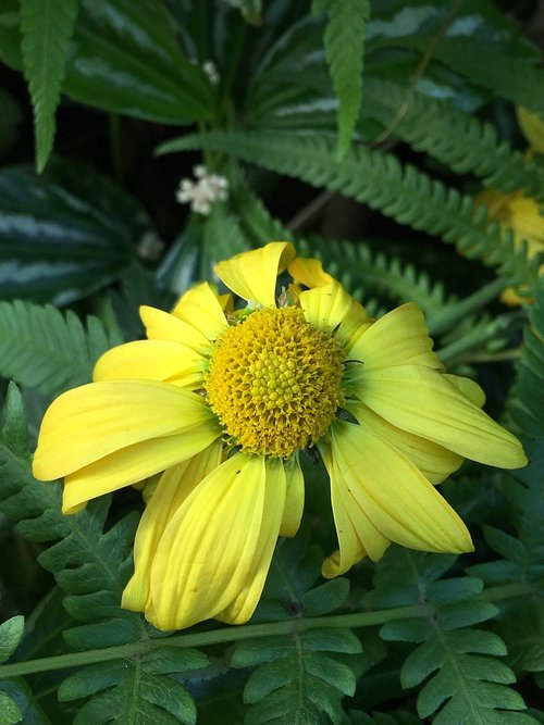 withered flower  petals yellow  flower