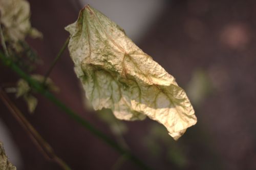 Withered Leaf