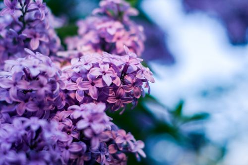 without lilac flower lilac flowers