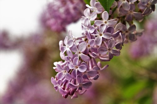 without  lilac  flower