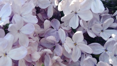 without  flowers  lilac