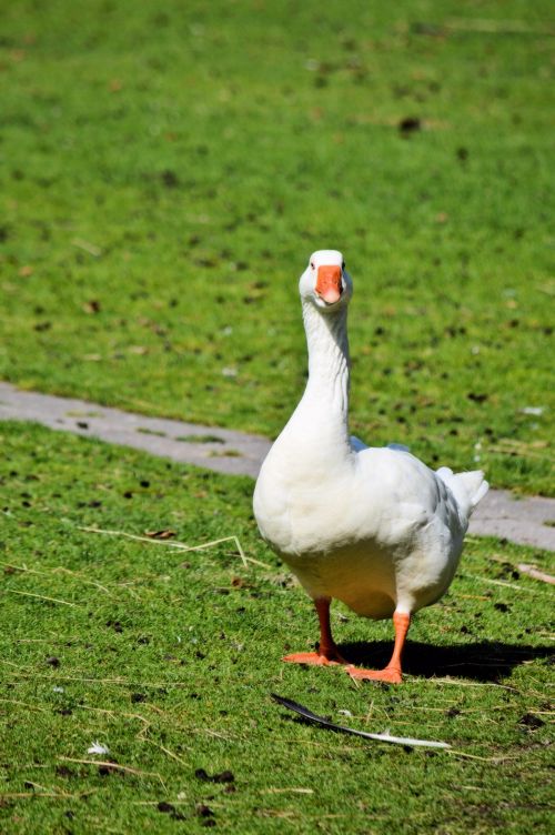 White Goose