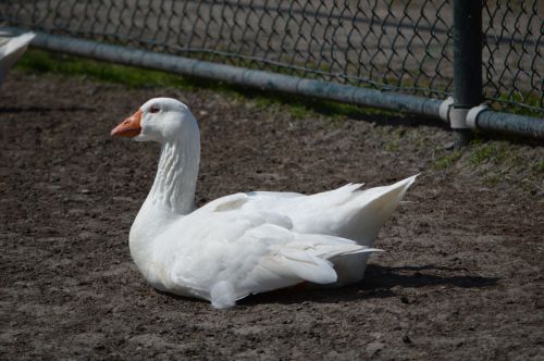 White Goose