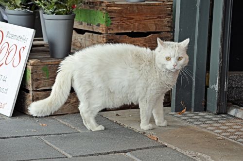 White Cat