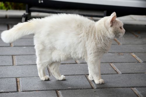 White Cat