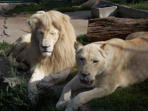 witte leeuw leeuw leeuwin