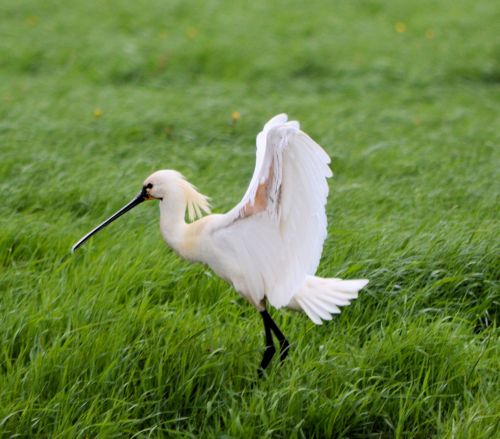 White Spoonbill 2