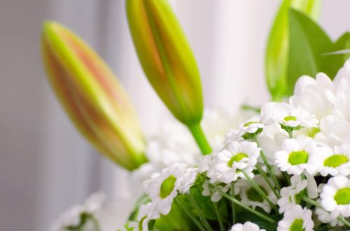 White Flowers - Valentine&#039;s Day