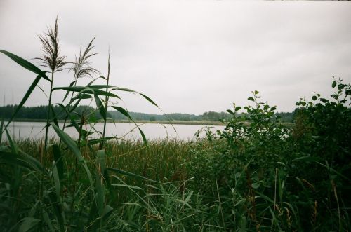 Ponds And Forests