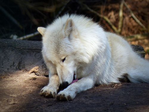 wolf wild animal predator