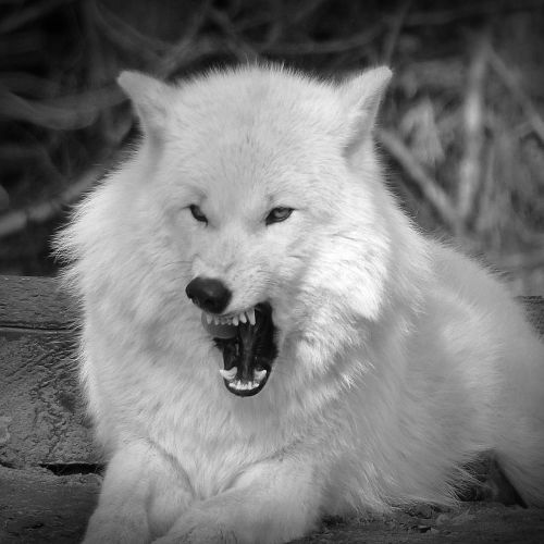 wolf tooth predator