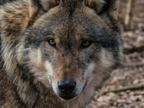 wolf wild carnivores