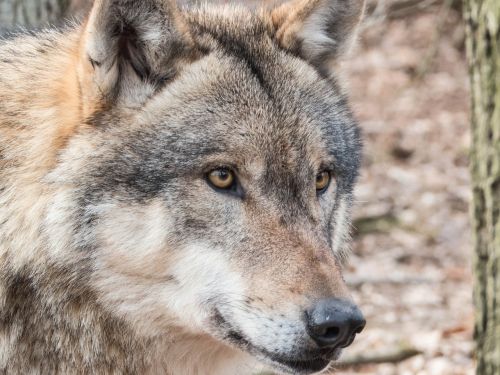 wolf wild carnivores