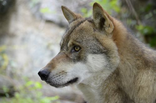 wolf wolf face wild animal