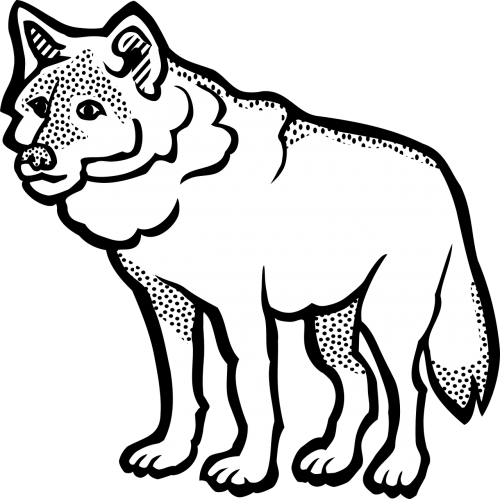 wolf animal canine