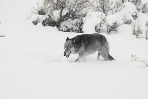 wolf black grey