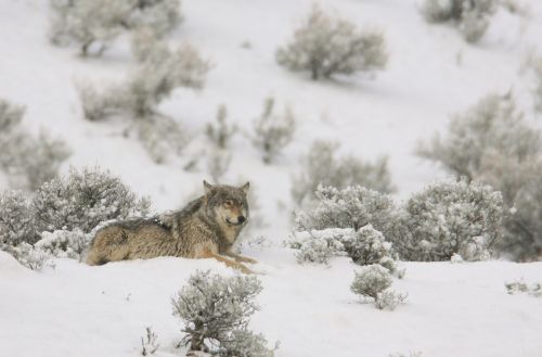 wolf lone predator