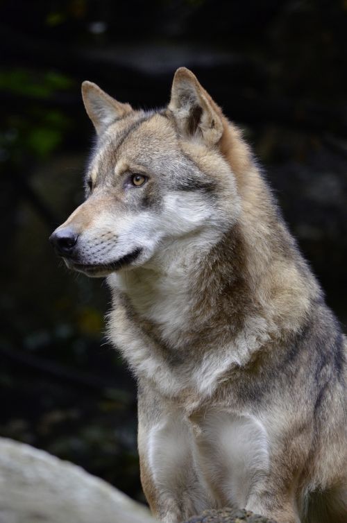 wolf face fur