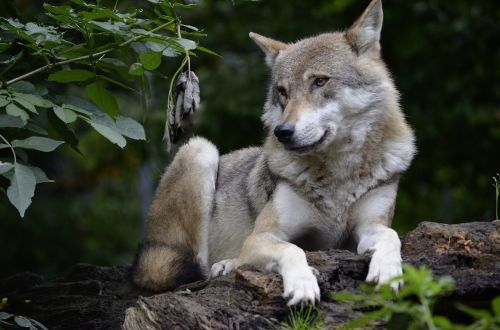 wolf isegrim predator