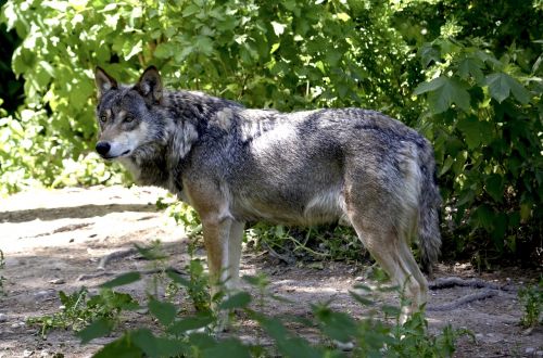 wolf forest predator