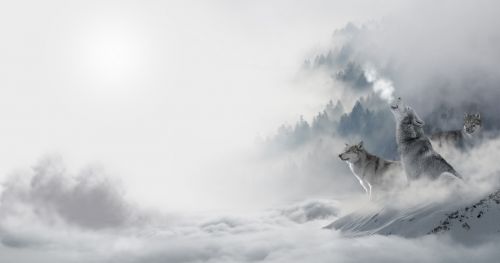 wolf wolves snow wolf