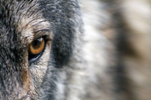 wolf eye fur