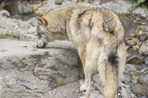 wolf canis lupus wild animal
