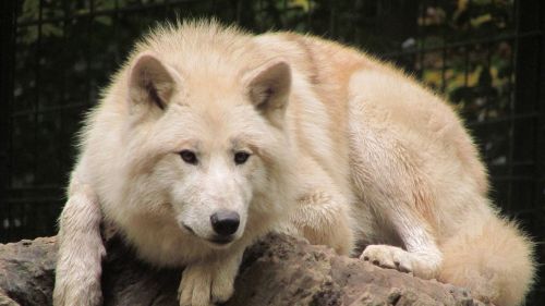 wolf wuppertaler zoo white fur