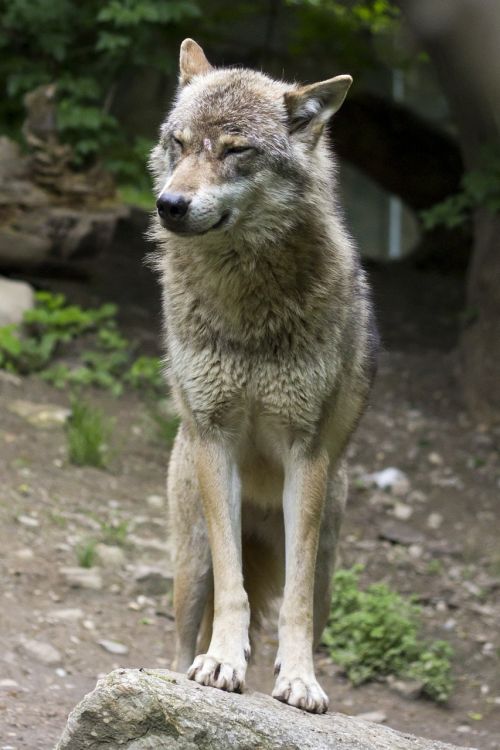 wolf canis lupus european wolf