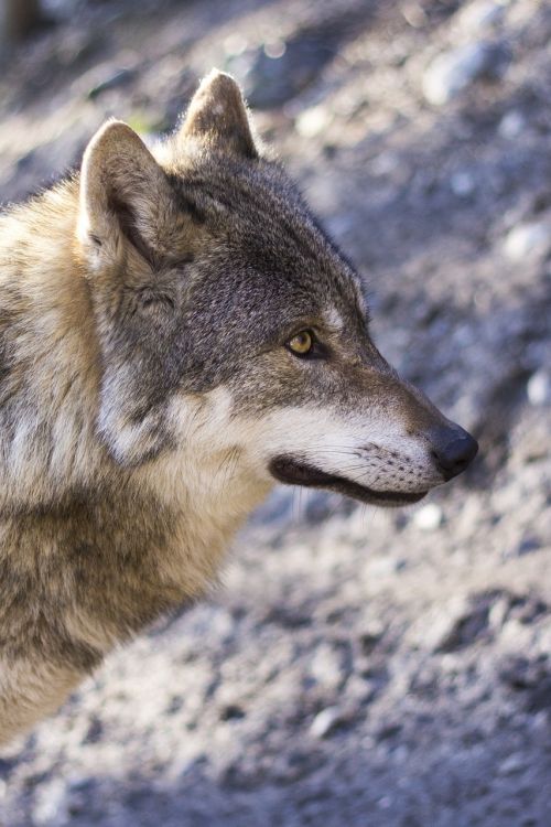 wolf canis lupus predator