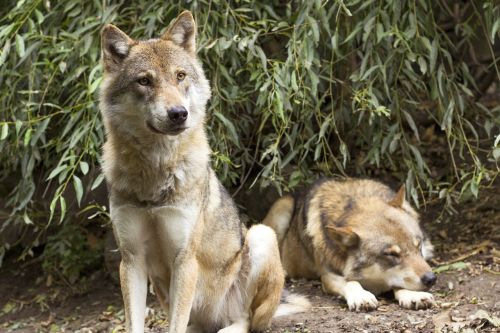 wolf canis lupus european wolf