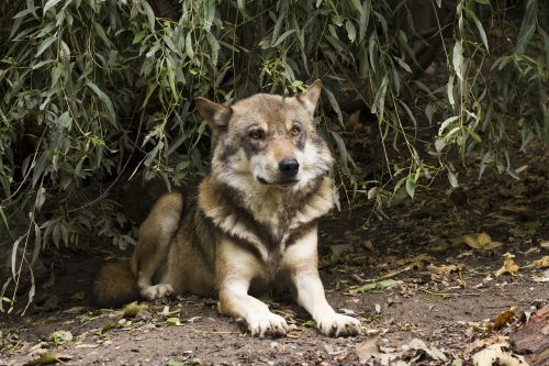 wolf canis lupus european wolf