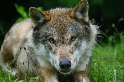 wolf predator eurasian wolf