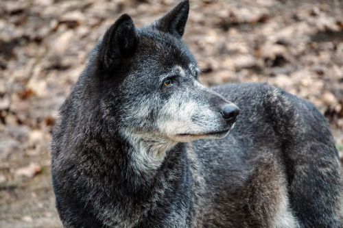 wolf zoo wild animal