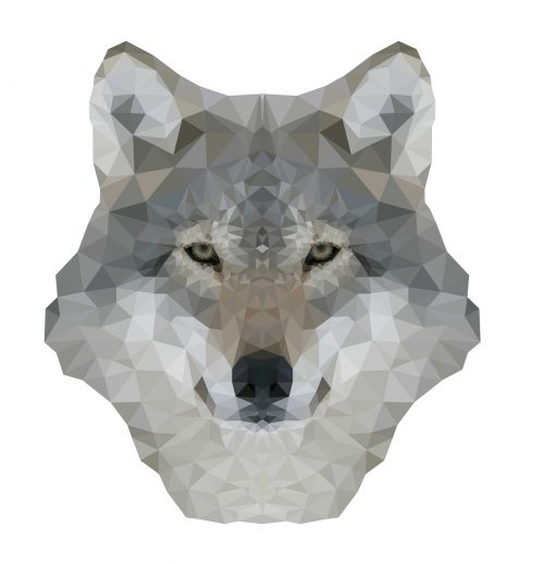 wolf winter animal