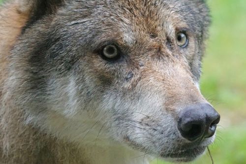 wolf predator european wolf