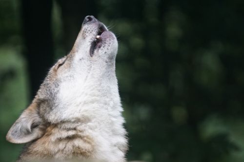 wolf howl wolf howling