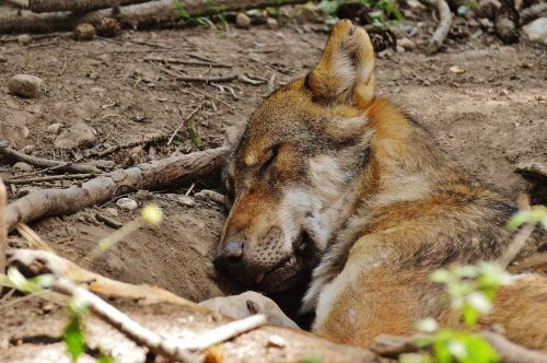 wolf sleeping relaxed