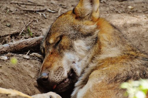 wolf sleeping relaxed