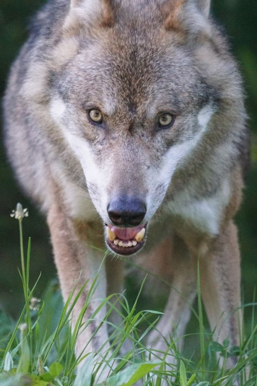 wolf predator european wolf